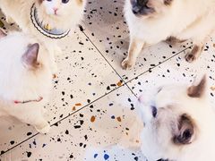 -喵喵咪呀布偶猫咖(春熙路店)