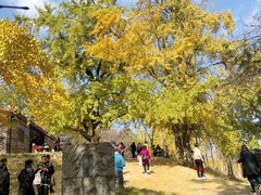 -千年银杏谷文化旅游区