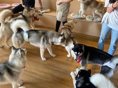 -Husky Go! 哈士奇体验馆·宠物咖啡厅狗咖