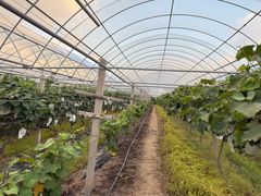 -马陆小张葡萄园农家乐