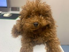 -瑞鹏宠物医院·爱宠堂·骨外专科(西荷分院)