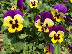 -云南民族大观园