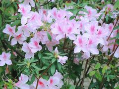 -深圳国际园林花卉博览园