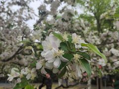 -洪记白水羊头(天坛店)