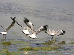 -青海湖仙女湾景区