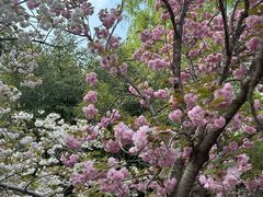 -莲花池公园
