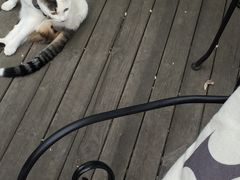 -海边的猫和咖啡馆