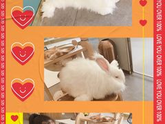 -飞行喵MR PILOT|猫舍·猫咖(静安大融城店)