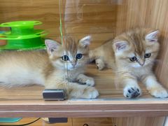 -猫十亿·布偶金渐层·曼基康矮脚猫舍(青年路店)