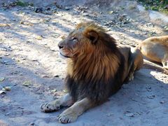 -北京野生动物园