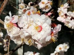 -北京鹫峰国家森林公园