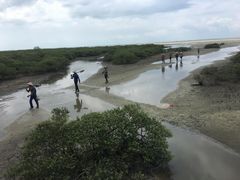 -北海金海湾红树林生态旅游区