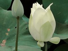 -厦门园林博览苑