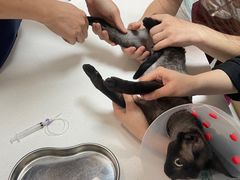-中农大我爱我爱动物医院·核磁CT·猫病·24小时夜诊中心(石佛营店)
