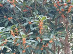 -证大大拇指广场(芳甸路店)