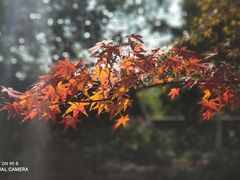 -吴山景区