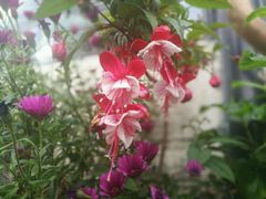 -马帮菜馆·美味野生菌