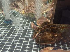 -喜来酌海鲜·饺子(和平一店)