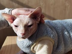 -猫腻·猫咖·撸猫馆(星光大道店)