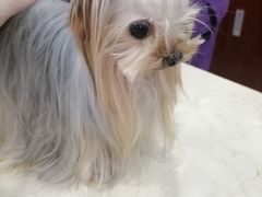 -艾贝尔宠物诊疗