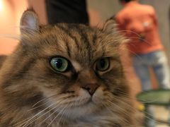 -猫儿山۰猫主题餐厅