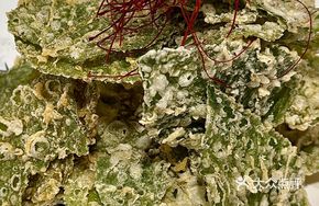 Mulberry Leaf Tempura