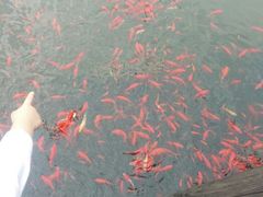 android_upload_pic-苏州香山国际大酒店