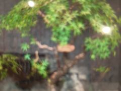 -大榕树下顺德菜(融创茂店)