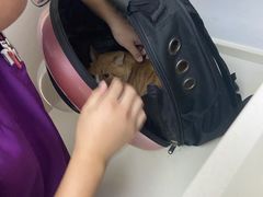 -关爱宠物医院·猫科中心·消化科(滨湖万达分院)