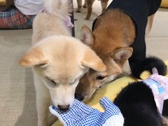 -逗柴咖啡屋·狗咖猫咖宠物桌游