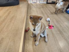 -南京Hallo宠物乐园·哈罗犬舍·柴犬繁育基地