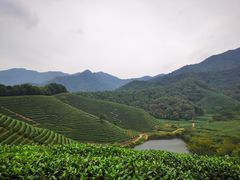 -龙坞茶村
