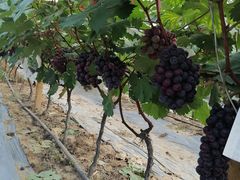 -麦园农庄·西江河鲜