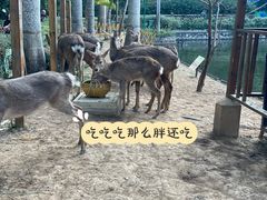 -西双版纳原始森林公园