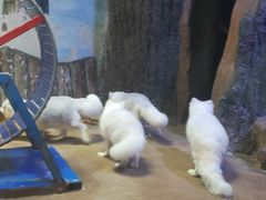 -芜湖新华联大白鲸海洋公园