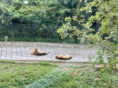 -深圳野生动物园