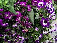 -重庆市江北嘴中央商务区中央公园