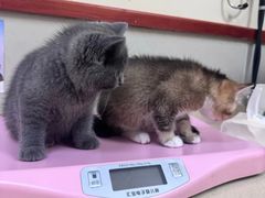 -艾贝尔宠物医院 ·内科全科(梁溪路店)