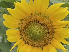 -光明小镇欢乐田园