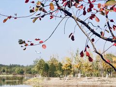 -东郊湿地公园