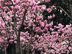 -重庆市江北嘴中央商务区中央公园