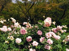 -人民公园(罗湖区)