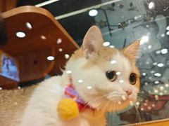 -欣宠猫屋·矮脚拿破仑·蓝金金渐层