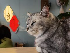 -平行世界·猫咖(首经贸店)