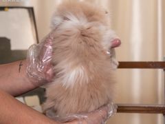 -小猫来了·猫舍(红山六九七九店)