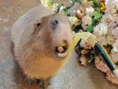 -正佳雨林生态植物园