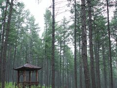 -塞罕坝国家级自然保护区