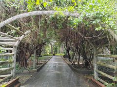 -瑞丽独树成林风景区