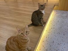 -滚猫咖啡·猫咖·猫友好撸猫(未来城店)