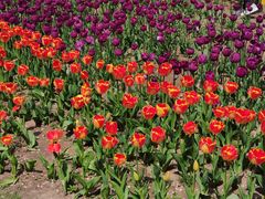 -龍歌自助小火锅(城阳万象汇店)